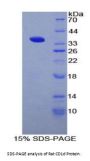 Rat Antigen-Presenting Glycoprotein CD1d (CD1D) Protein