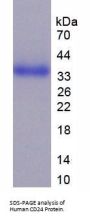 Human Cluster of Differentiation 24 (CD24) Protein