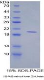 Human CD30 Ligand (TNFSF8) Protein