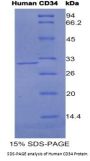 Human Hematopoietic Progenitor Cell Antigen CD34 (CD34) Protein