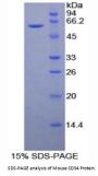 Mouse Hematopoietic Progenitor Cell Antigen CD34 (CD34) Protein