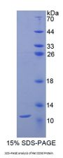 Rat Cluster of Differentiation 3d (CD3D) Protein