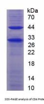 Mouse T-Cell Surface Glycoprotein CD4 (CD4) Protein