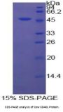 Cow Cluster of Differentiation 40 Ligand / TNFSF5 (CD40LG) Protein