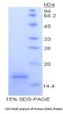 Human Cluster of Differentiation 40 Ligand / TNFSF5 (CD40LG) Protein