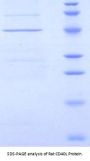 Rat Cluster of Differentiation 40 Ligand / TNFSF5 (CD40LG) Protein