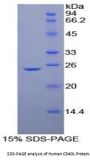 Human Cluster of Differentiation 40 Ligand / TNFSF5 (CD40LG) Protein