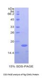 Pig Cluster of Differentiation 40 Ligand / TNFSF5 (CD40LG) Protein