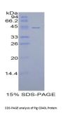Pig Cluster of Differentiation 40 Ligand / TNFSF5 (CD40LG) Protein