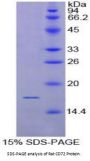 Rat B-Cell Differentiation Antigen CD72 (CD72) Protein