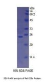 Rat T-Cell Surface Glycoprotein CD8 Alpha Chain (CD8A) Protein