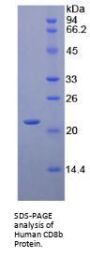 Human T-Cell Surface Glycoprotein CD8 Beta Chain (CD8B) Protein