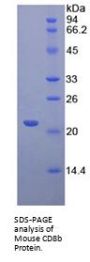 Mouse T-Cell Surface Glycoprotein CD8 Beta Chain (CD8B) Protein