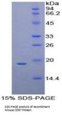 Mouse CD97 Antigen (ADGRE5) Protein