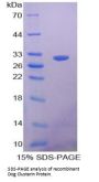 Dog Clusterin (CLU) Protein
