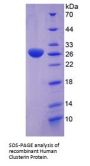 Human Clusterin (CLU) Protein