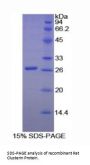 Rat Clusterin (CLU) Protein