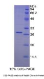 Rabbit Clusterin (CLU) Protein