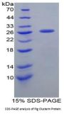Pig Clusterin (CLU) Protein