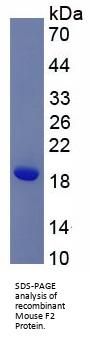 Mouse Coagulation Factor II, Thrombin / Prothrombin (F2) Protein