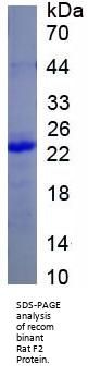 Rat Coagulation Factor II, Thrombin / Prothrombin (F2) Protein