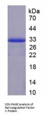 Rat Coagulation Factor II, Thrombin / Prothrombin (F2) Protein