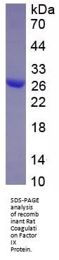Rat Coagulation Factor IX (F9) Protein