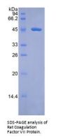 Rat Coagulation Factor VII (F7) Protein