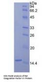 Rat Coagulation Factor VII (F7) Protein