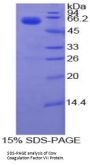 Cow Coagulation Factor VII (F7) Protein