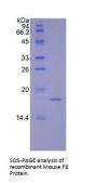 Mouse Coagulation Factor VIII (F8) Protein