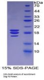 Dog Coagulation Factor VIII (F8) Protein
