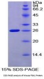 Mouse Coagulation Factor VIII Associated Protein 1 (F8A1) Protein