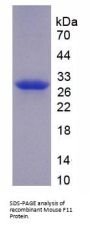Mouse Coagulation Factor XI (F11) Protein