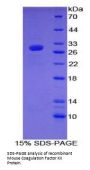 Mouse Coagulation Factor XII (F12) Protein