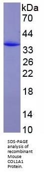 Mouse Collagen Type I Alpha 1 (COL1A1) Protein