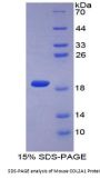 Mouse Collagen Type II Alpha 1 (COL2A1) Protein