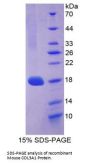 Mouse Collagen Type III Alpha 1 (COL3A1) Protein
