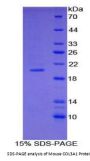 Mouse Collagen Type III Alpha 1 (COL3A1) Protein