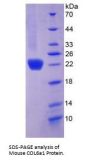 Mouse Collagen Type VI Alpha 1 (COL6A1) Protein
