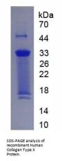 Human Collagen Type X Alpha 1 (COL10A1) Protein