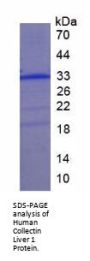 Human Collectin Liver 1 (CLL1) Protein