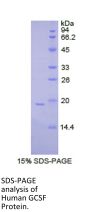 Human Colony Stimulating Factor 3, Granulocyte (GCSF) Protein