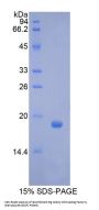 Pig Colony Stimulating Factor 3, Granulocyte (GCSF) Protein