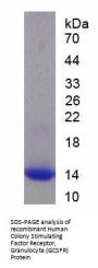 Human Colony Stimulating Factor Receptor, Granulocyte (GCSFR) Protein