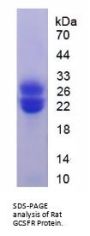 Rat Colony Stimulating Factor Receptor, Granulocyte (GCSFR) Protein
