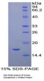 Human Complement 1 Inhibitor (C1INH) Protein