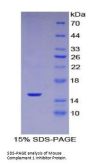 Mouse Complement 1 Inhibitor (C1INH) Protein