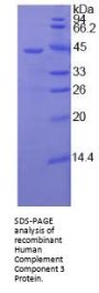 Human Complement C3 (C3) Protein