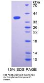 Rat Complement C3 (C3) Protein